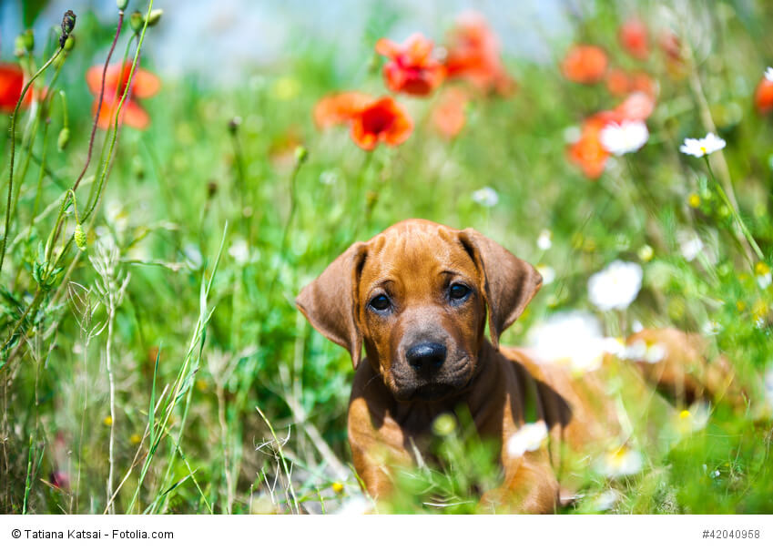 Ein junger Rhodesian Ridgeback braucht eine liebevolle aber konsequente Erziehung.