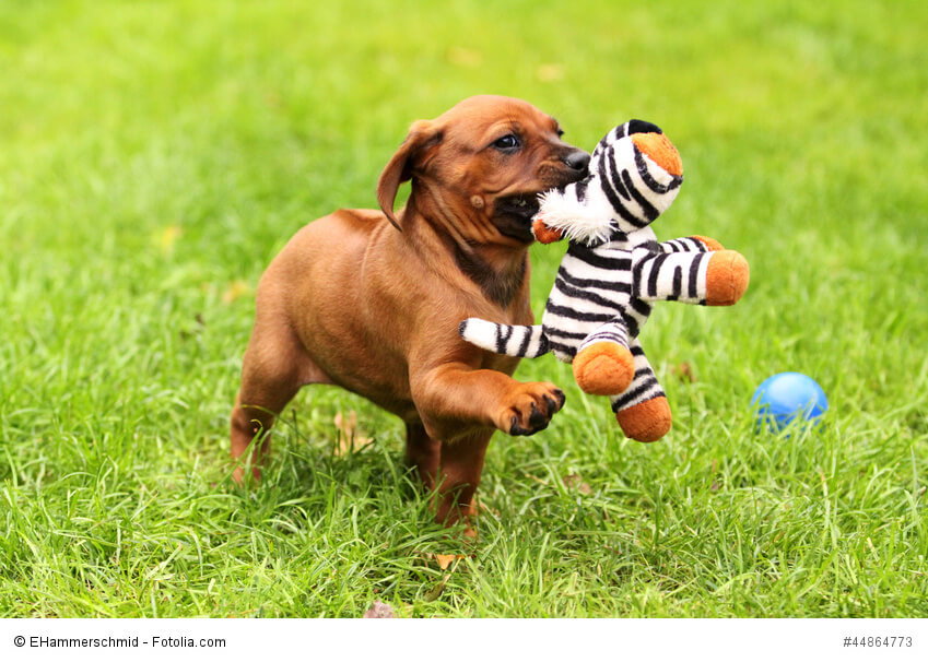 Spielender Rhodesian Ridgeback Welpe