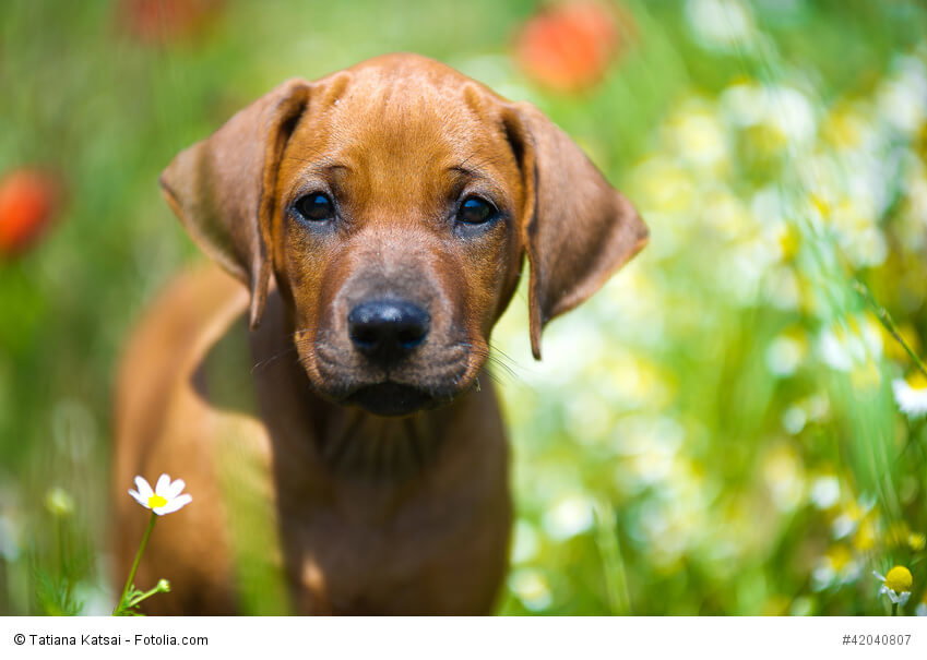 Rhodesian Ridgeback sind erst sehr spät mit 2-3 Jahren erwachsen.