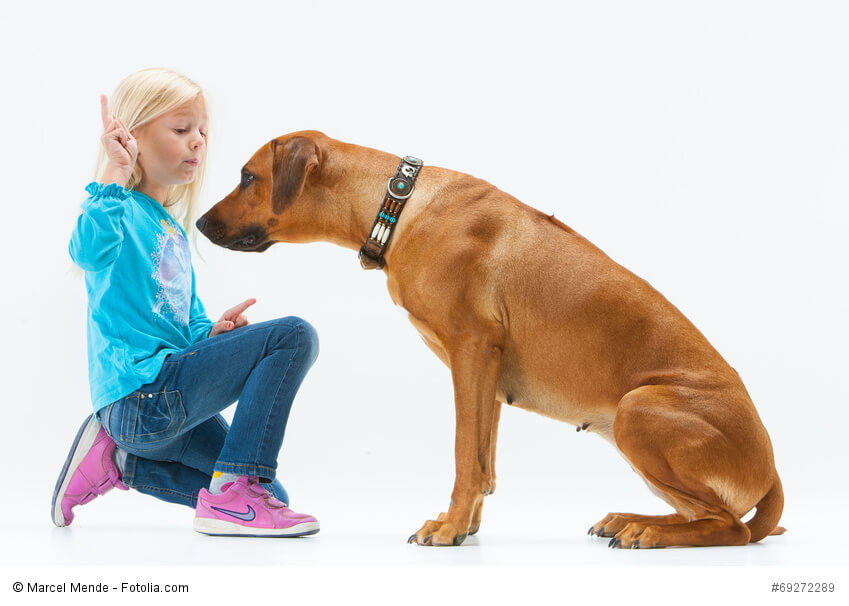 Rhodesian Ridgeback sind grundsätzlich für Kinder geeignet. Allerdings nur, wenn Hund und Kind gut erzogen wurden.