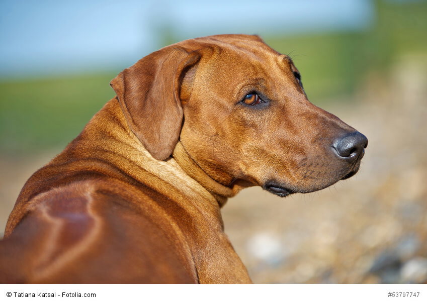 Bei reiner Zwingerhaltung verkümmert ein Rhodesian Ridgeback. Er braucht Familienanschluss.