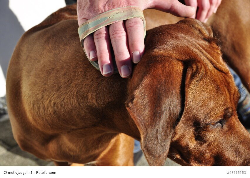 Ein Rhodesian Ridgeback braucht nicht besonders viel Fellpflege.