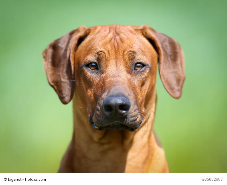 Rhodesian Rigdeback würden bei richtiger Haltung alles für ihre Familie tun!