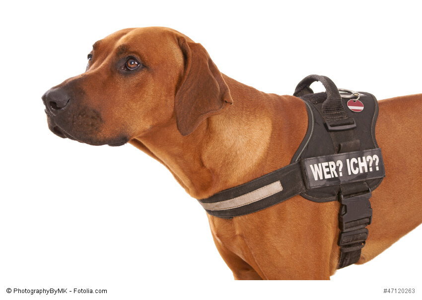 Rhodesian Ridgeback sind durch ihr kluges und einfühlsames Wesen auch als Rettungs- und Begleithunde geeignet.