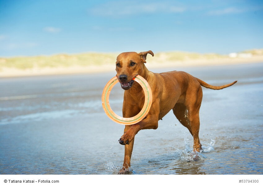 Rhodesian Ridgeback sind relativ temperaturunempfindlich.