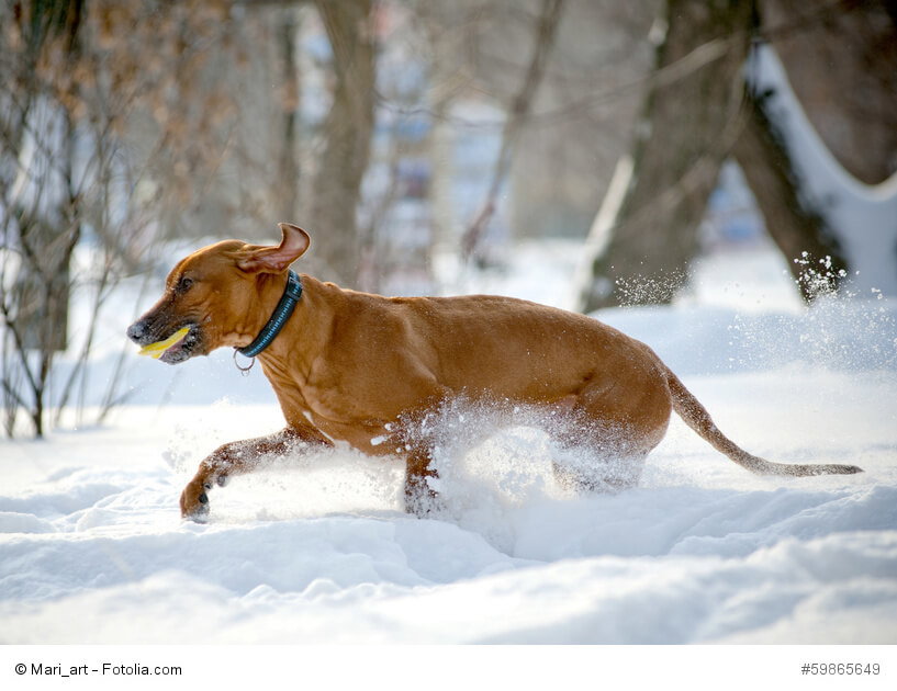 Auch kalte Temperaturen machen einem Rhodesian Ridgeback nicht viel aus.