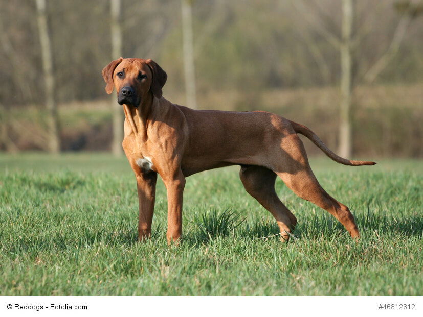 Rhodesian Ridgeback