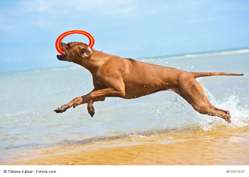 Glücklich sind Rhodesian Ridgeback wenn sie sich richtig austoben können.