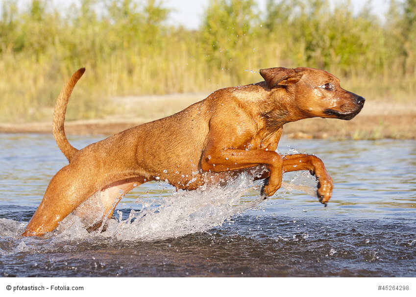 Rhodesian Ridgeback müssen mit langen Spaziergängen gefordert werden damit sie nicht faul werden.