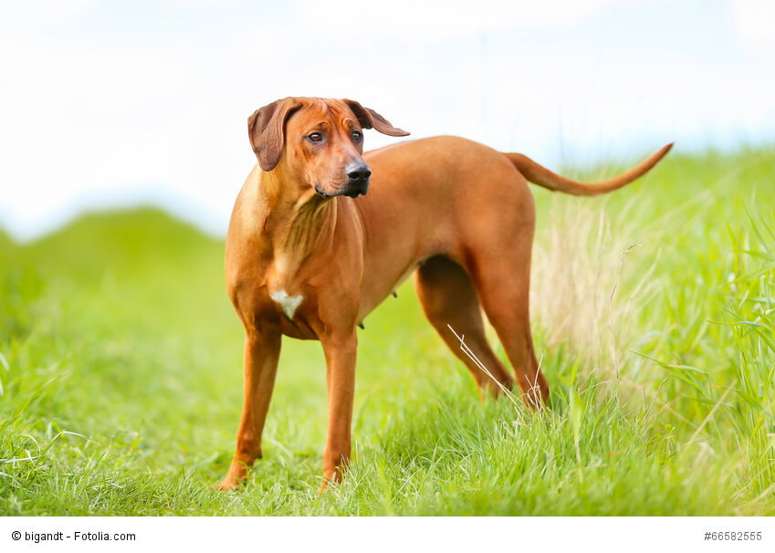 Rhodesian Rigdeback in seiner klassischen Fellfarbe mit weißem Abzeichen an der Brust