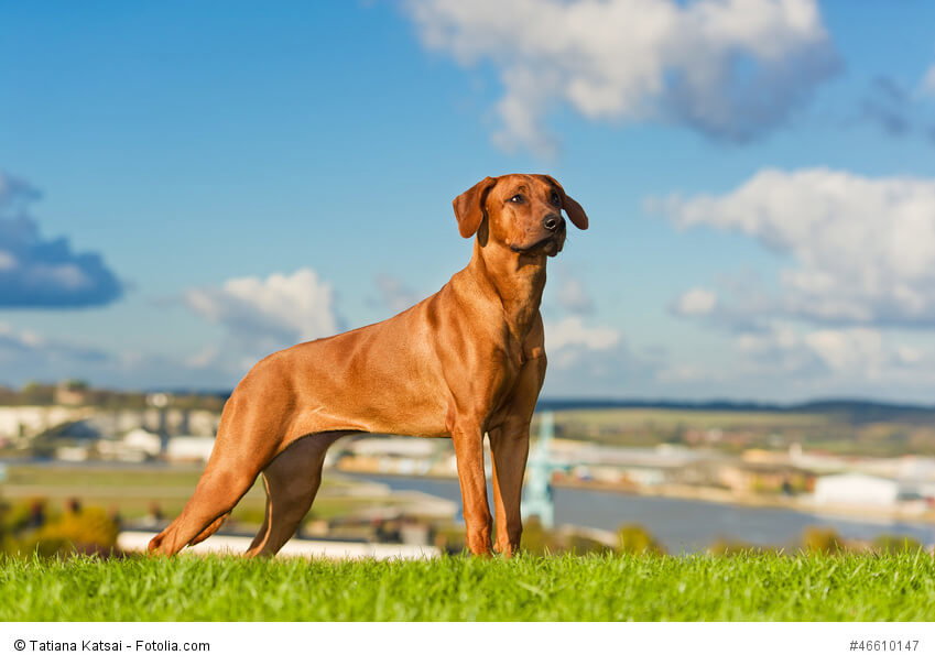 Rhodesian Ridgebacks sind sehr kluge und sensible Hunde