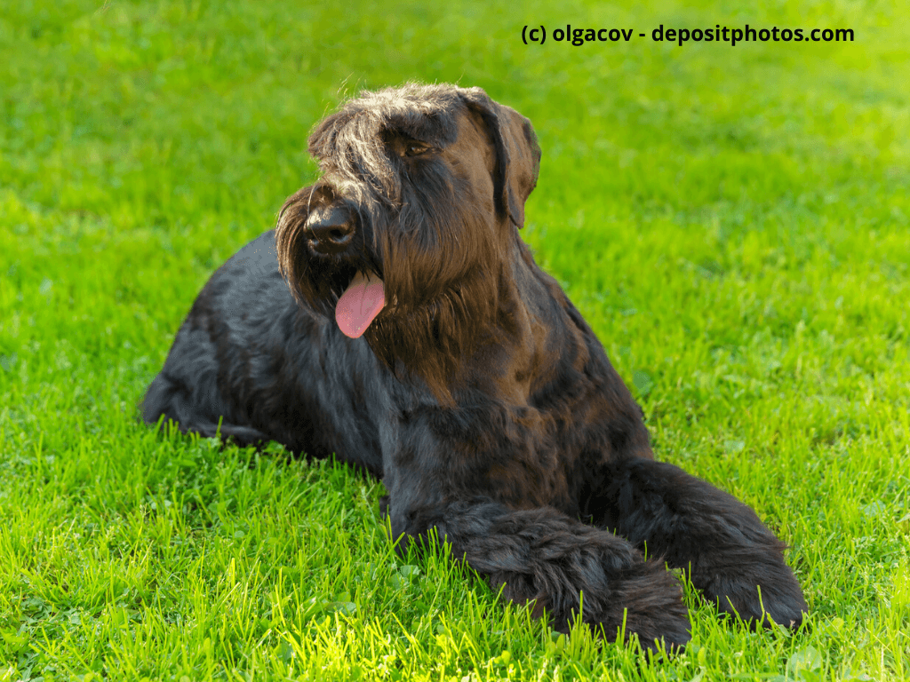 Riesenschnauzer Black Giant liegt im Gras an sonnigen Tag