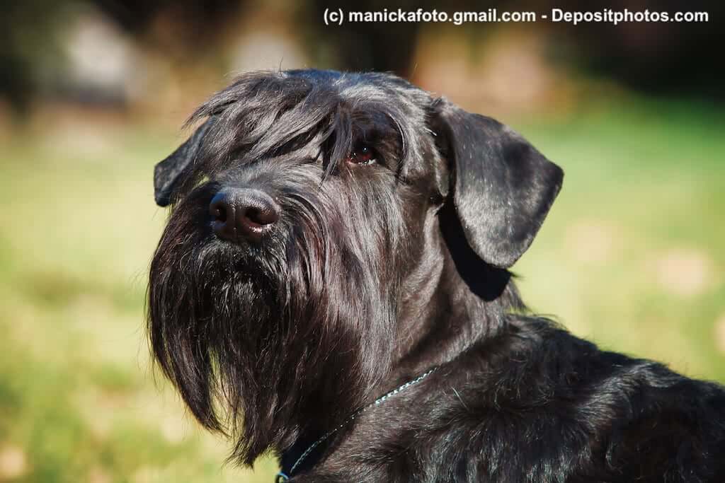 Riesenschnauzer Portrait