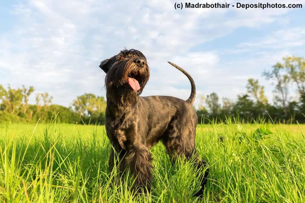 Riesenschnauzer auf einer Wiese