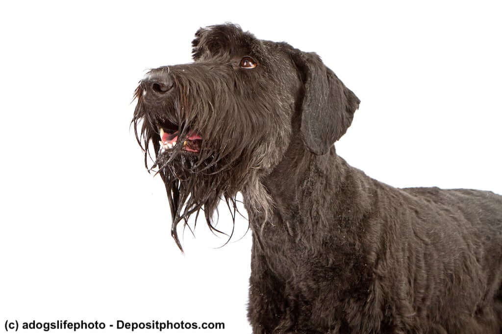 Freundlicher Riesenschnauzer