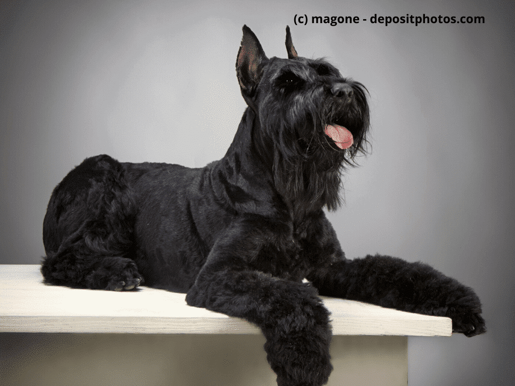 Riesenschnauzer im Fotostudio liegt auf Tisch