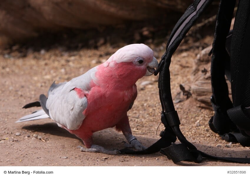 Rosakakdu, pink/grauer Vogel mit rosa Haube nagt gerade an einem kleinen Ast