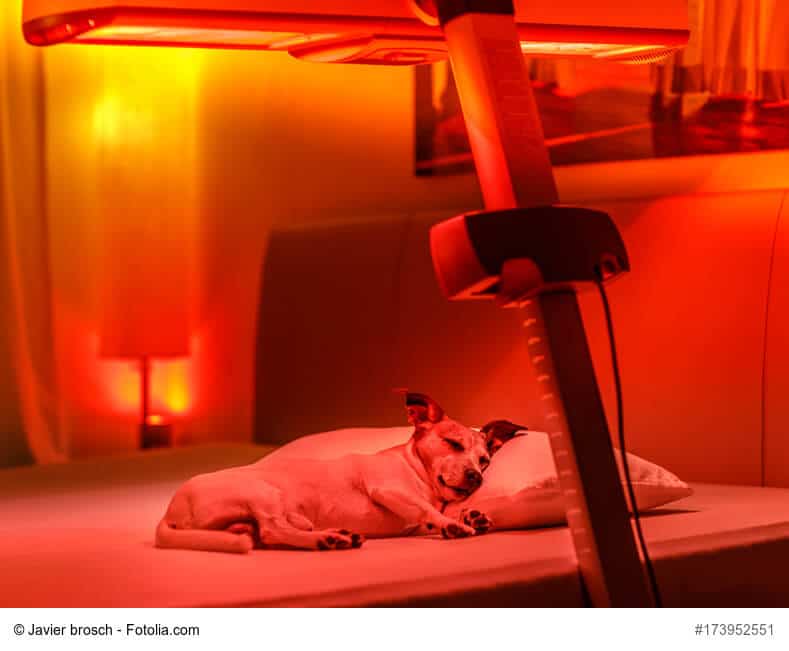 Kleiner Hund liegt unter der Rotlichtlampe