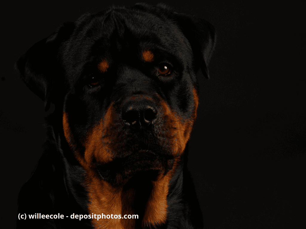 Rottweiler Kopf - 2 Jahre alt