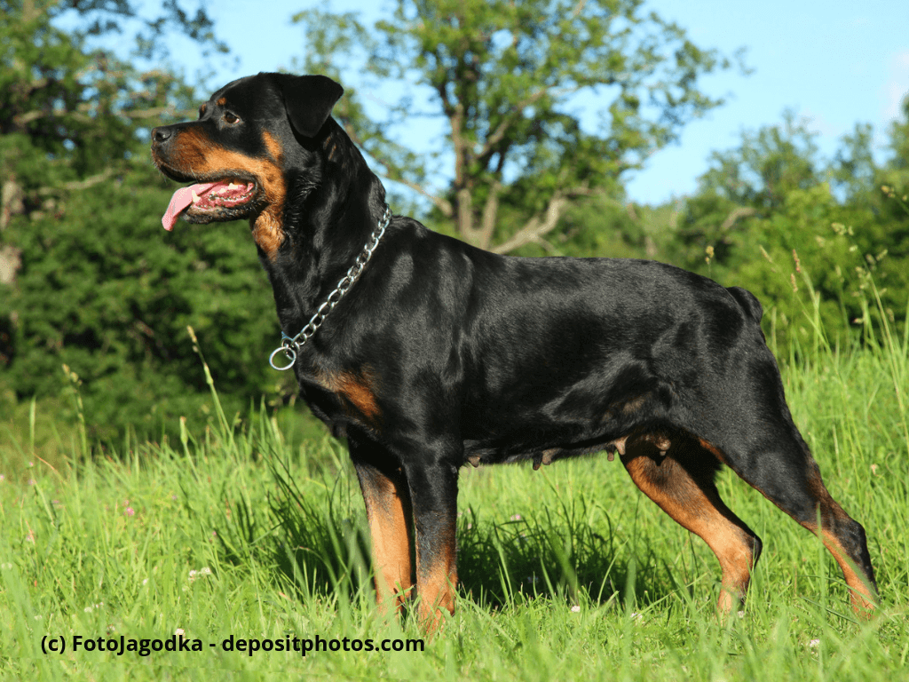 Rottweiler
