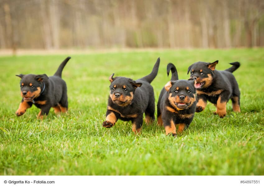 Laufende Rottweiler Welpen im typischen schwarz/braun