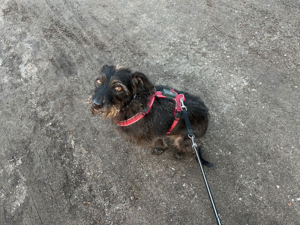 Der Ruckdämpfer von Trixie im Test