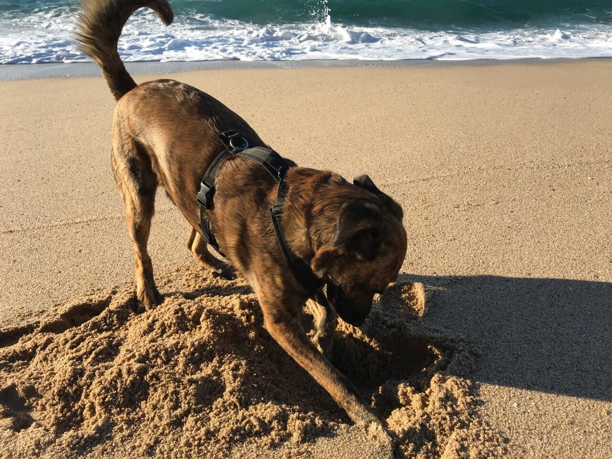 Ein Hund buddelt am Strand. Da ist ein Rückruf schwierig.