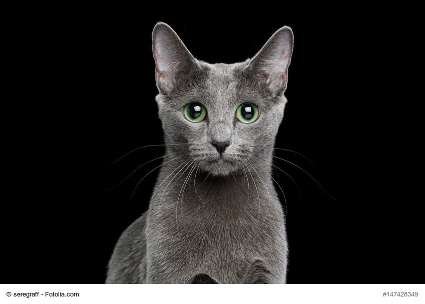 Russisch Blau Katze, grüne Augen, schwarzer Hintergrund