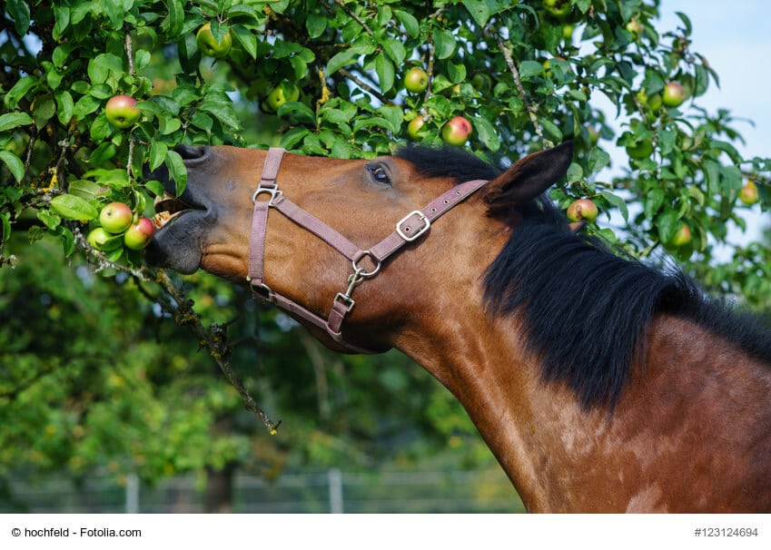 Ein Pferd frisst Äpfel direkt von einem Baum