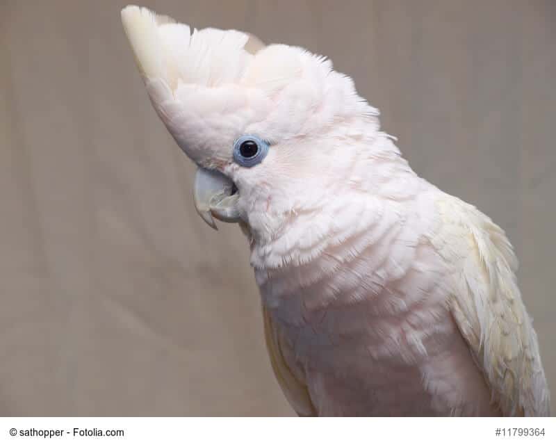 Salomonenkakadu, leicht rosa Vogel mit hellblauem Augenkranz