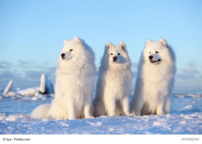 Drei Samojede im Schnee