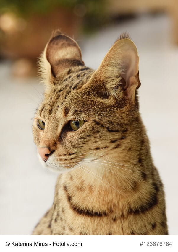 Portrait einer F1-F4 Savannah Katze