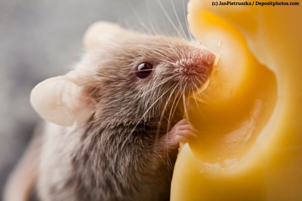 Tierfreundliche Schädlingsbekämpfung – so hilft Essig gegen Mäuse