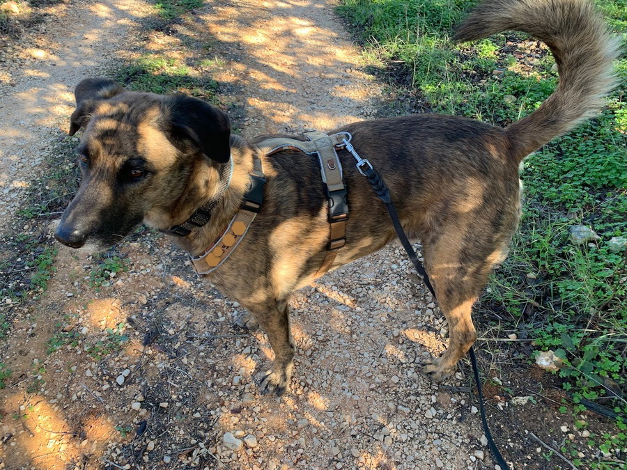Die Fettlederleine von Hund-natuerlich im Test