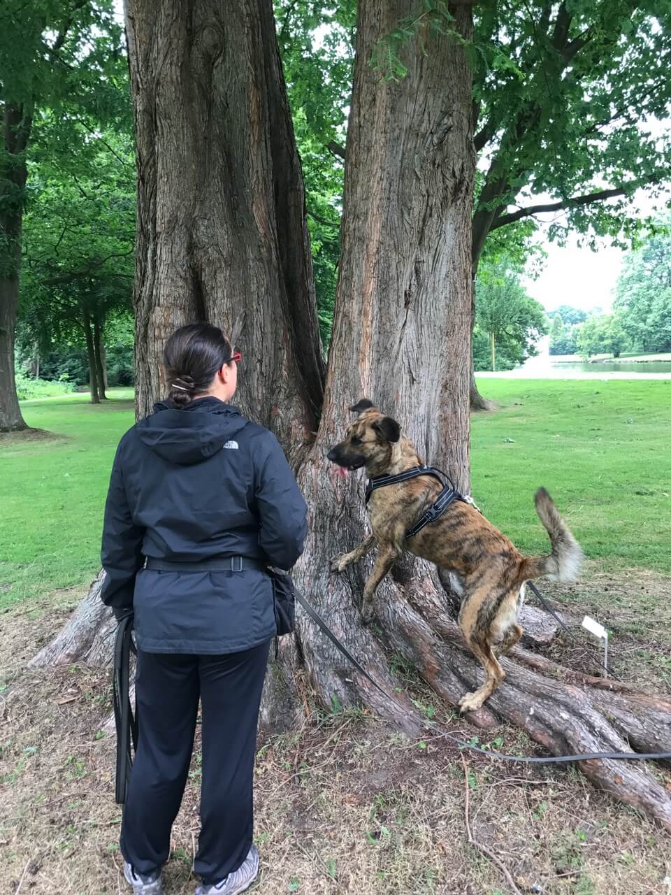 Schleppleinentraining mit der gummierten Sportleine von Julius K-9