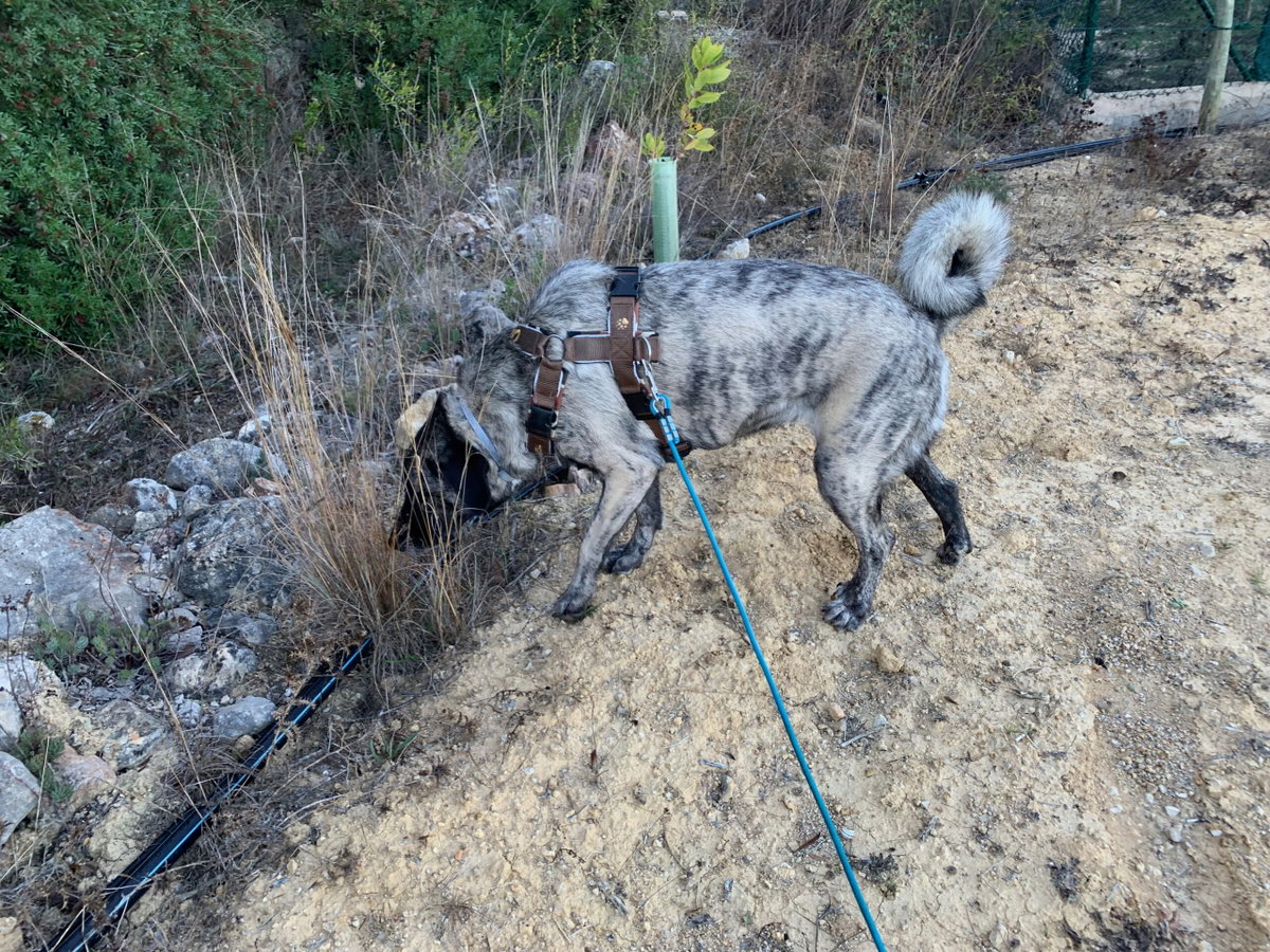 Runde Biothane-Schleppleine von Lennie im Test