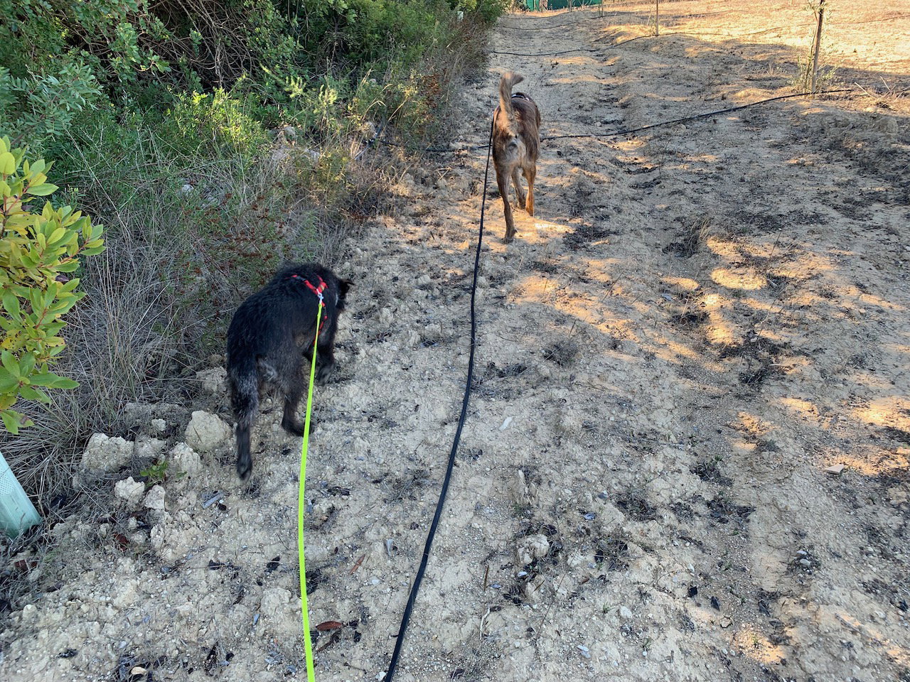 Beim Gassi gehen erfüllt dein Hund seine Bedürfnisse.
