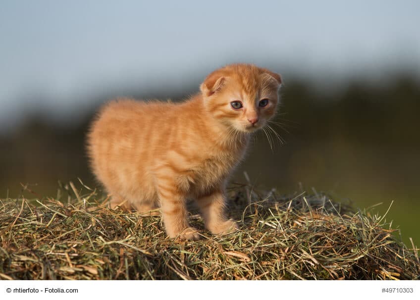 Schottisches Faltohrkatzen Kind in rot/braun