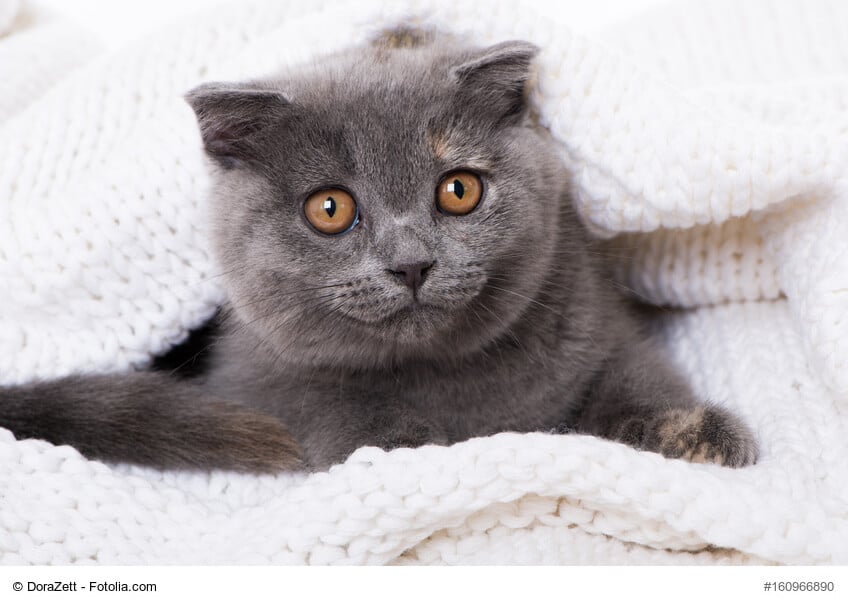 Schottische Faltohrkatze
