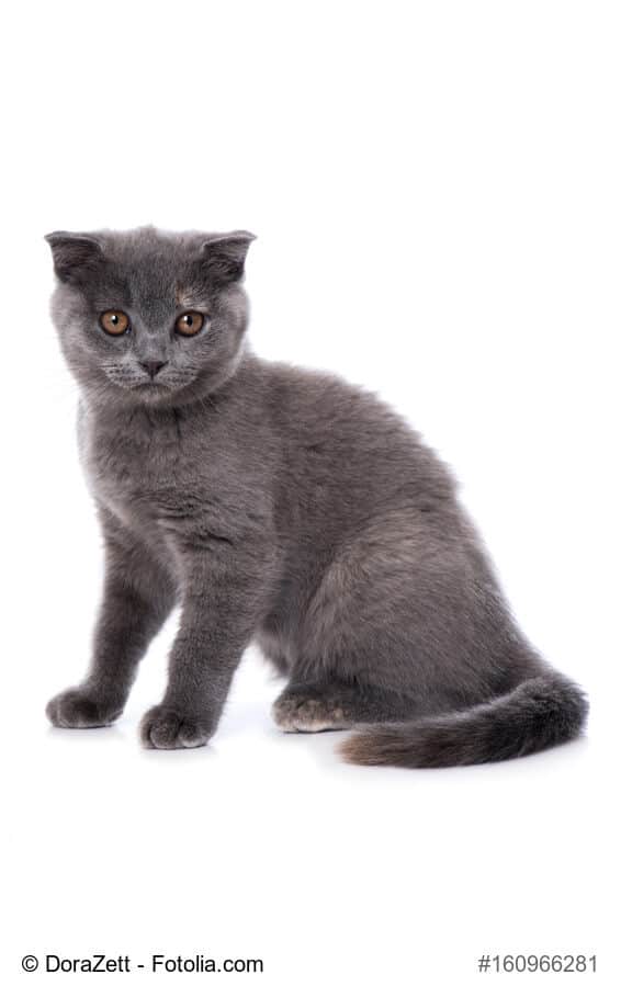 Blau/graue Schottische Faltohrkatze