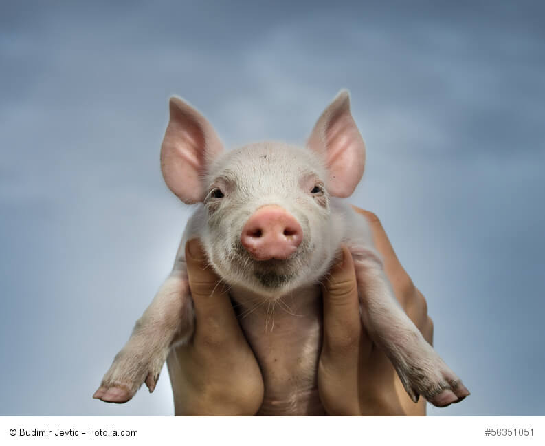 Das sprechende Schweinchen Babe wurde ein Filmstar