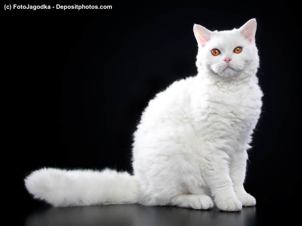Selkirk Rex