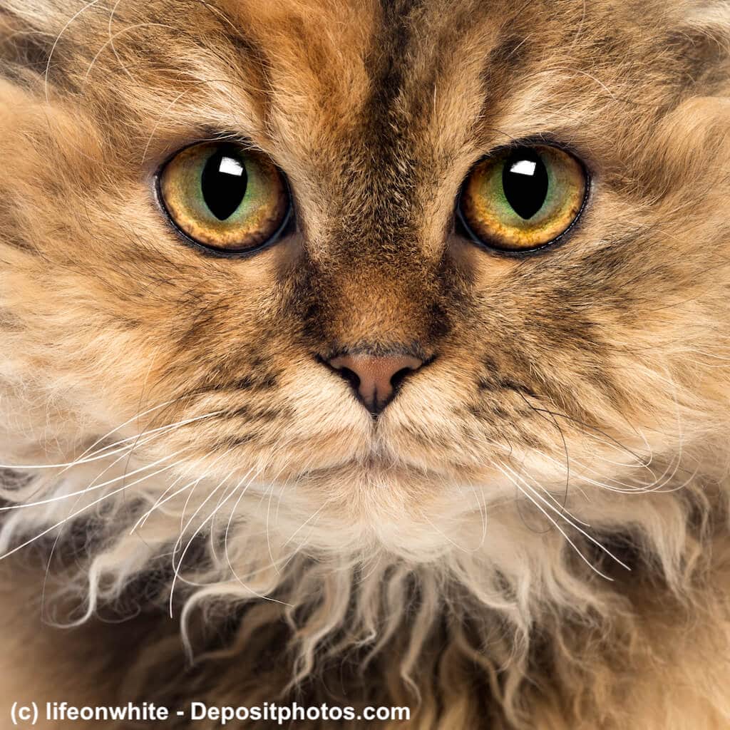 Selkirk Rex Katze close up