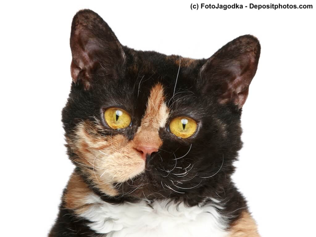 Selkirk Rex Tricolore