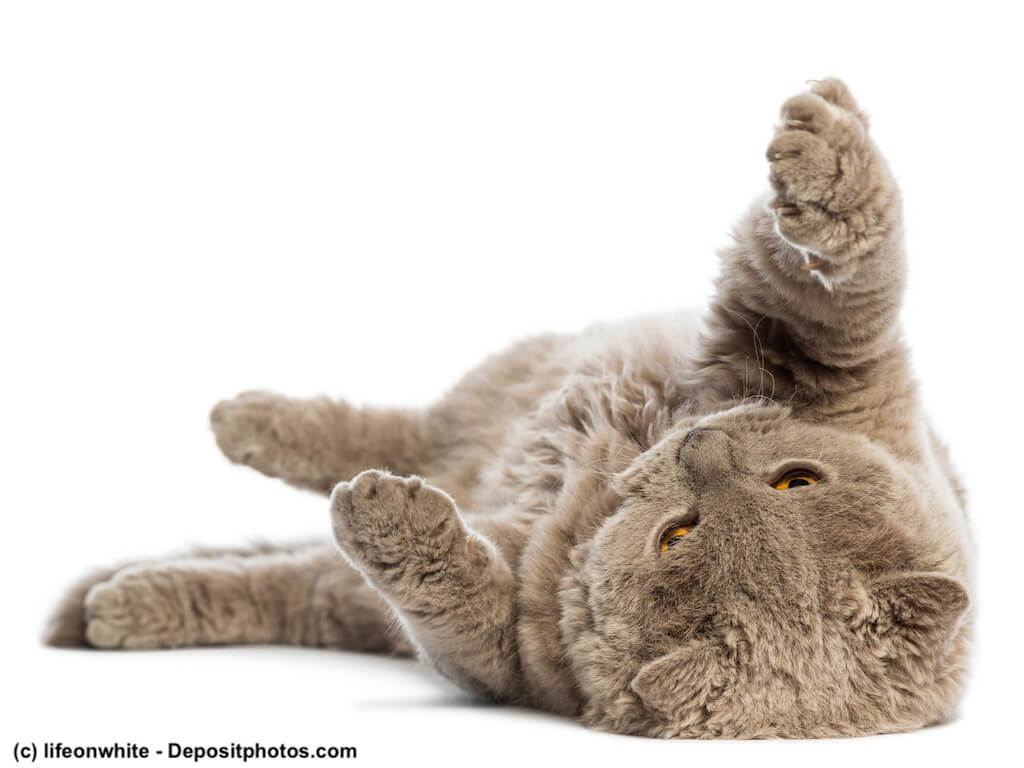 braun/graue Selkirk Rex Kitte