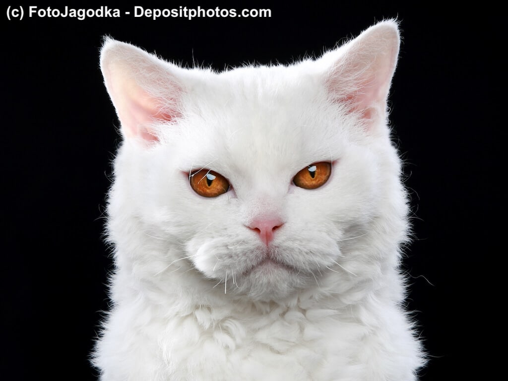 Selkirk Rex Katze weiß