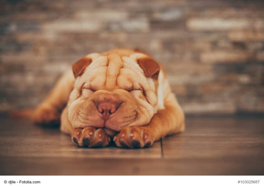 Brauner Shar Pei Welpe schlafend