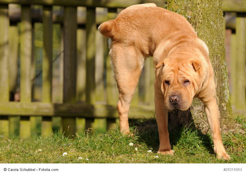 Shar Pei hebt Hinterbein und markiert an einen Holzzaun