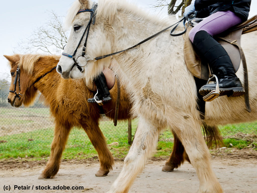 Kinder und Shetlandpony