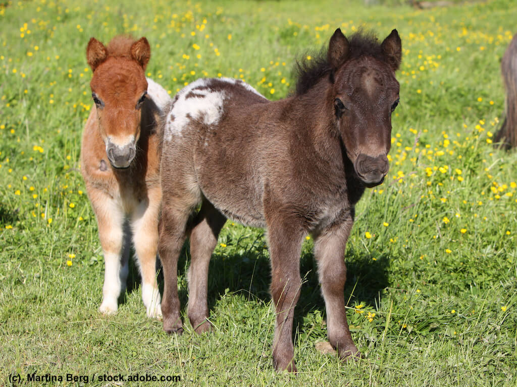 Zwei Shetlandpony Fohlen